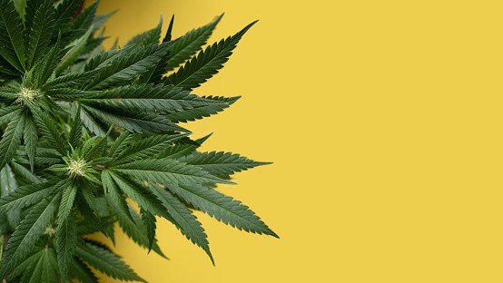 foglie cannabis su sfondo giallo
